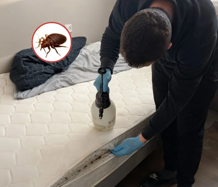 Technicien traitant un matelas contre les punaises de lit à Cernay-la-Ville